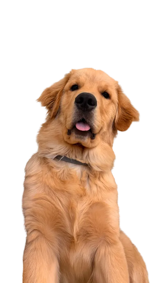 Filhote de golden retriever da Camila